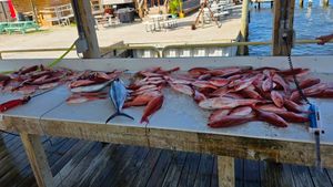 Targeting Red Snapper and King Mackerel in the Gulf