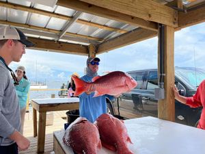 Giant Red Snapper in Pensacola