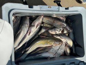 TEXAS FISHING LICENSE