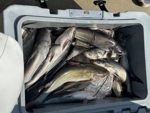 TEXAS FISHING LICENSE