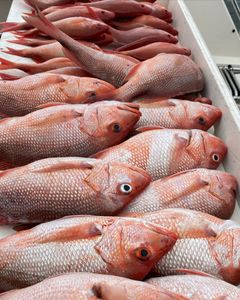 Tons Of Snapper Fish From Florida