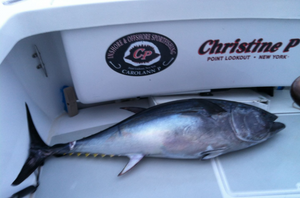 Pacific Bluefin Tuna Fish
