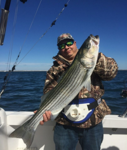 Striped Bass fishing in New York