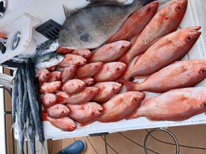 Recent catches and updates from the Gulf Coast with Captain David Plants