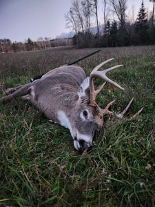 Impressive Whitetail Buck
