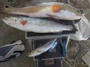 YOU MISSED A GLORIOUS DAY!