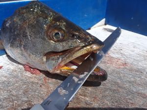 LIMITS OF EZ, TROUT & REDFISH