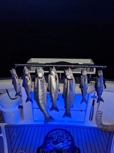 Night Fishing for Salmon in MI