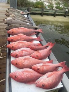 Fish in Destin Florida