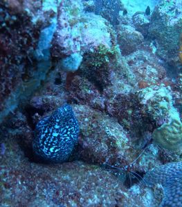 What 7,000+ Dives Have Taught Us About Safe Diving