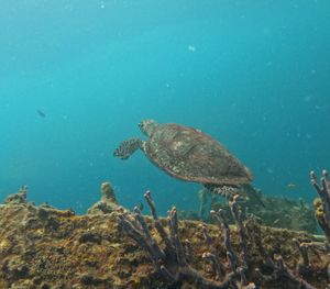 Planning Your Barbados Dive Vacation