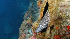 Advanced Open Water Diver Certification