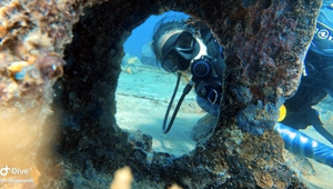 Open Water Diver Scuba Diving in Key Largo Florida	