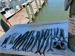 Spanish Mackerel action heating up now