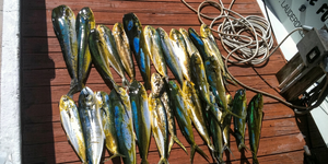 Offshore Pelagics and Steady Inshore Action with Tail Gator Charters