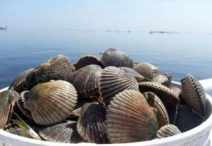 Crystal River Scallop Season Starts Next Week