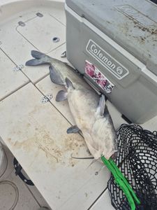 Cooler temperatures make for bigger fish