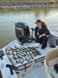 30 Crappie in the Box with Bream and Yellow Bass, Catfish Released for Future Trips