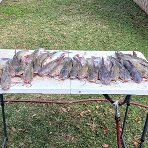 Fishing just to fish 