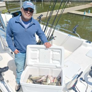 Searching for hybrids but got yellow bass instead 