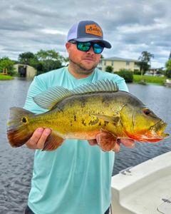 Peacock Bass and Sunshine Therapy