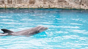 Discovering Corpus Christi: Top Experiences 