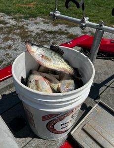 Crappie fishing 