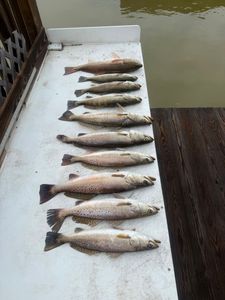 Hot Speckled Trout Action Continues