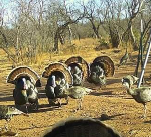 Turkey Hunting In Texas