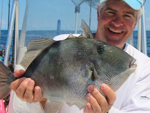 Triggerfish from Florida's waters