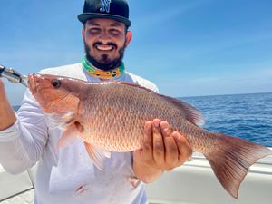 Look at this Mangrove Snapper! Offshore fishing.