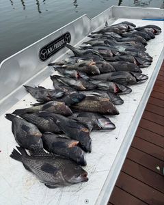 Sea Bass Limits and a Bluefish Blitz off Manasquan Inlet