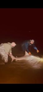 Real Ones Win: Sandbar & Sand Tiger Takedown!