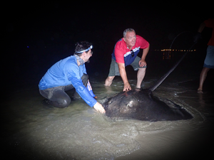 Record Roughtail Stingray Caught! Cape May 6-Hour Shark Trip
