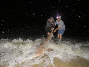 Exciting Shark Fishing in Lewes, DE