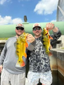 Peacock Bass Sight Fishing Wins