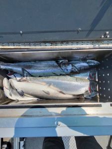 Kings and Coho on the Move Nearshore and Offshore