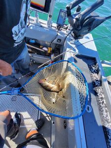 Great Crew Lands a Four-Man Limit