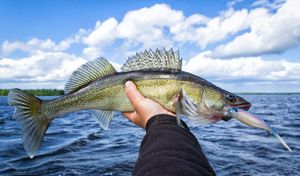 Michigan Fishing License