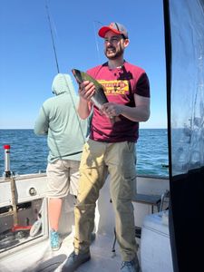 Big Brown Trout Action on a Productive Morning