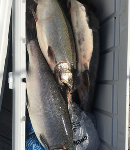 Oswego NY fishing Report 