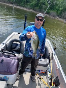 Shallow Point Bite Producing Bass on C Rig and Drop Shot