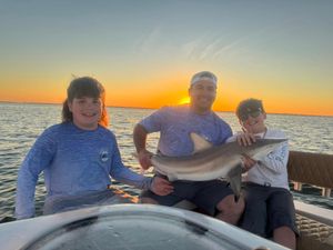 Family shark action, Cape Coral saltwater.