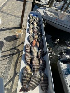 Cold Front Sheepshead Bite in SWFL