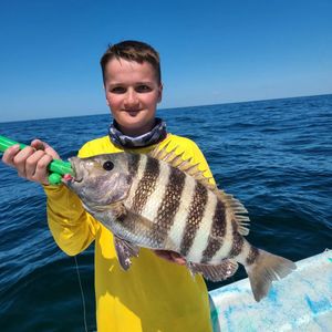 Sheepshead are biting!