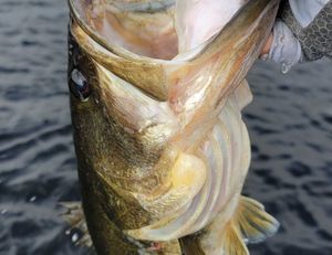 Unbelievable Bass Fishing in the Wind!