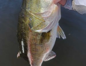 Outstanding Largemouth Everglades Outing