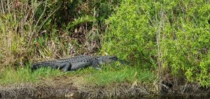 Enjoy watching Everglades Alligators Sunning themselves! 