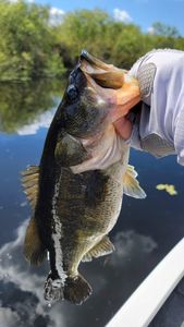 Everglades Fishing Report 