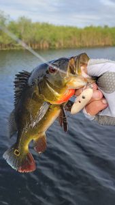 An Unbelievable Everglades Outing 